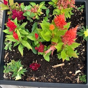 Meet your Posher, Gausia